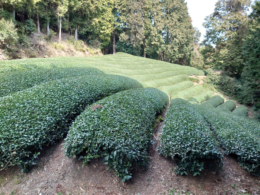 和束町(わづかちょう)の茶畑