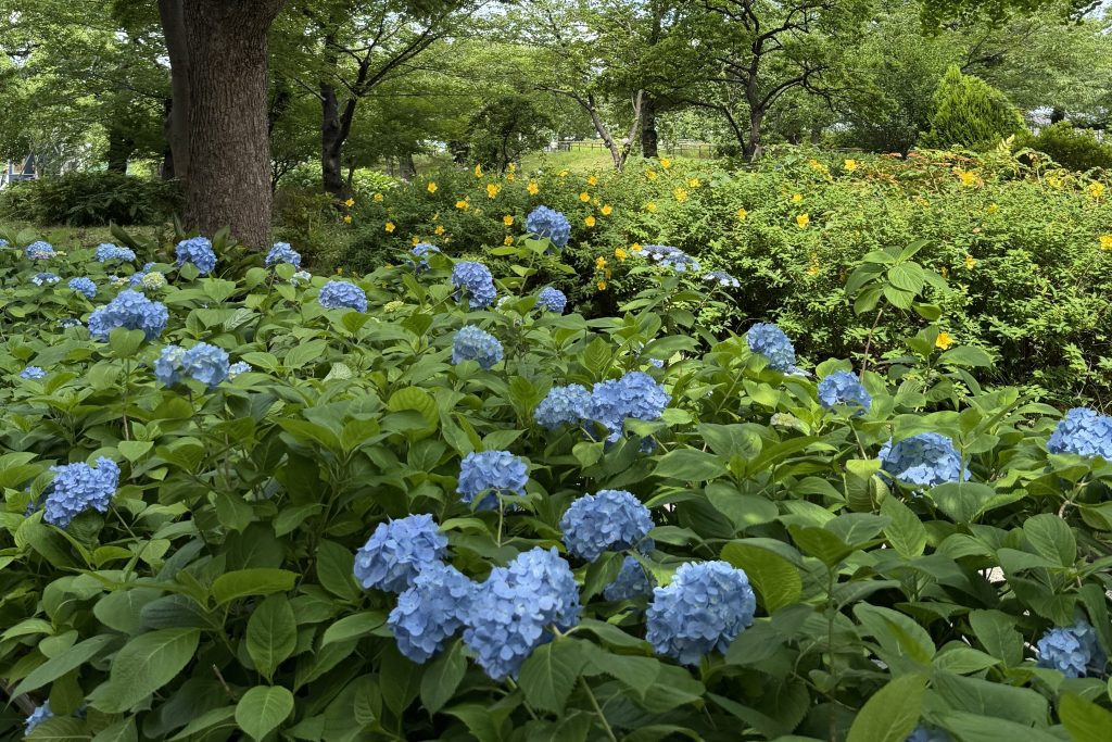 隅田川公園沿い紫陽花