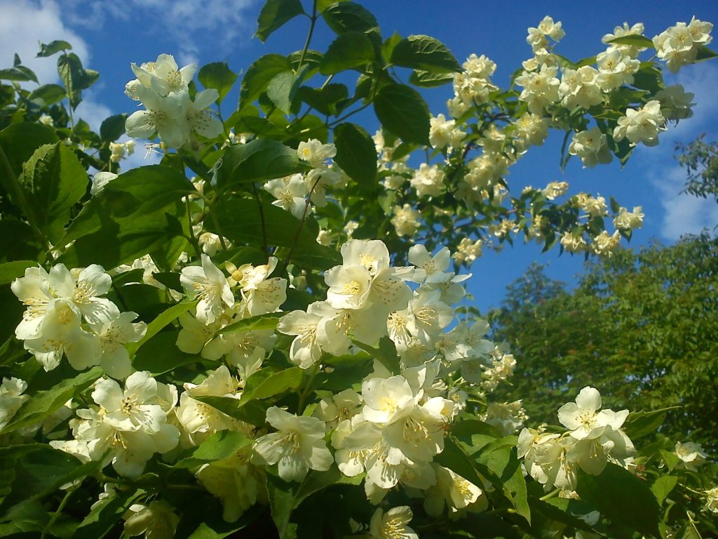 ポーランドのリンゴの花